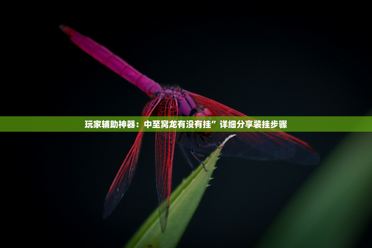 软件分享“新乐游到底有没有挂”原来可以开挂