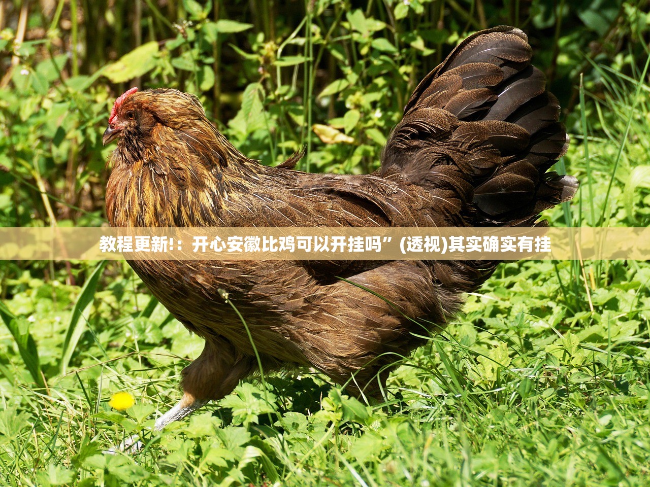 一键必胜“众游仙桃晃晃有挂吗”开挂(透视)辅助神器