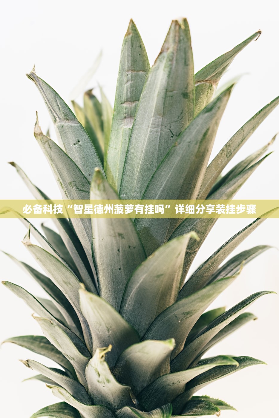 必备科技“智星德州菠萝有挂吗”详细分享装挂步骤
